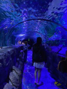 image_50190562_576398464758579237_1756391563432